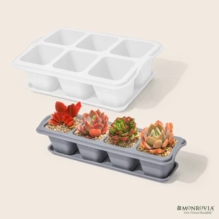 Chậu trồng sen đá MONROVIA, trồng cây mini, hoa nhí, xương rồng, bonsai kèm đĩa lót