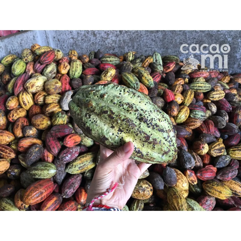 Ảnh Bột ca cao sữa hoà tan 3in1 CACAOMI vị ngọt dịu thức uống sô cô la đậm đà cacao nguyên chất 500g/1kg 4