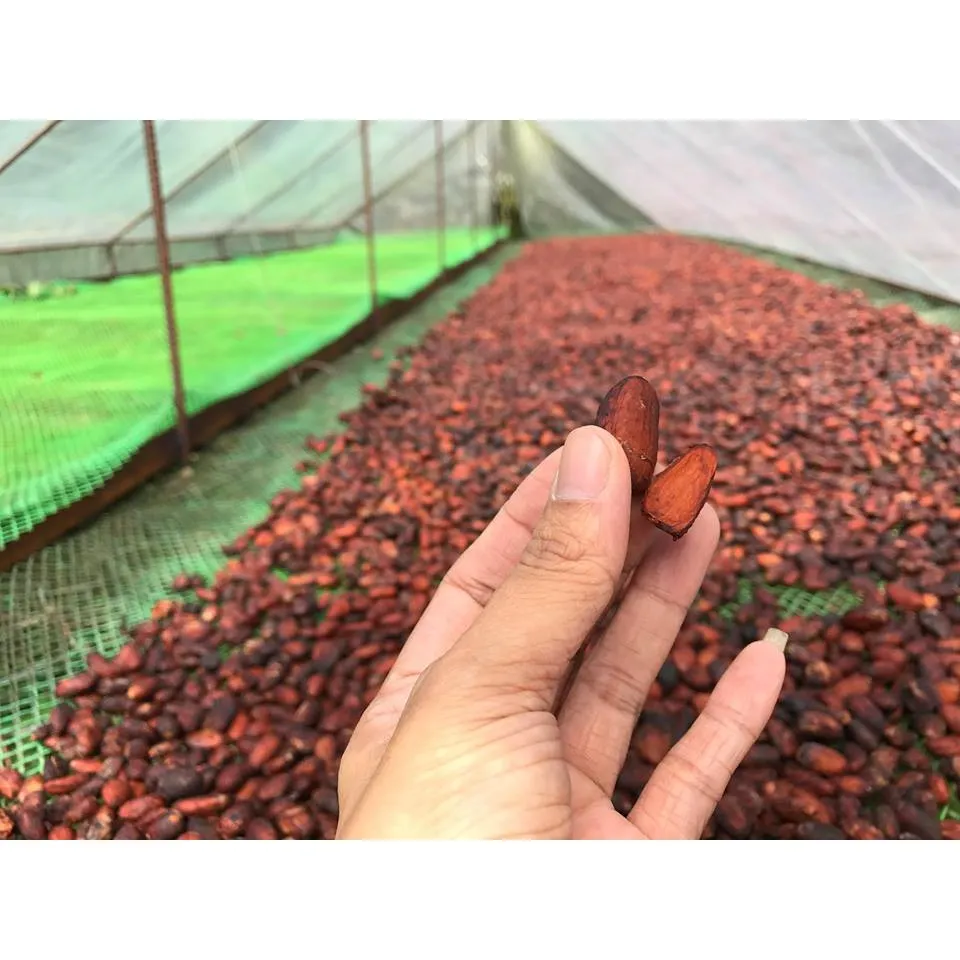 Ảnh Bột cacao 100% nguyên chất không đường Thức uống sô cô la chuẩn ăn kiêng Keto CACAOMI Original 80g 4