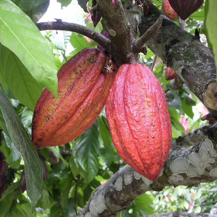 Ảnh Bột cacao nguyên chất không đường CACAOMI chuyên làm bánh, pha trà sữa sô cô la hộp thượng hạng 250g 4