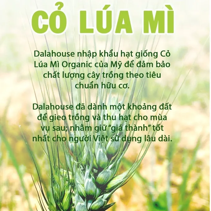Ảnh Bột cỏ lúa mì hữu cơ Dalahouse nguyên chất sấy lạnh 60gr tốt cho tim mạch, đạt chuẩn Châu Âu 3