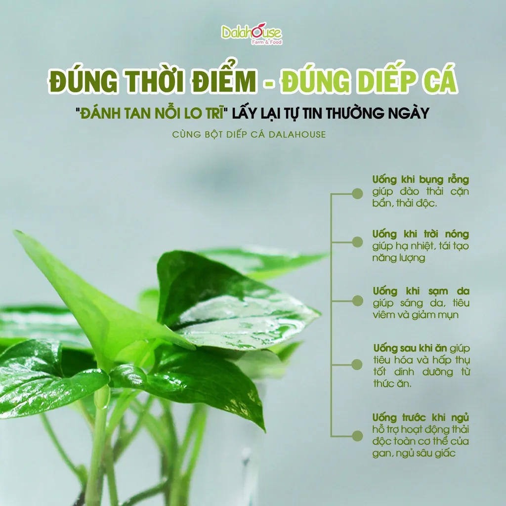 Ảnh Bột rau diếp cá hữu cơ nguyên chất Dalahouse 60gr công nghệ sấy lạnh đạt tiêu chuẩn Châu Âu 3