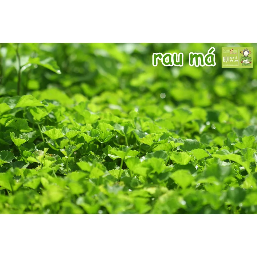 Ảnh Bột rau má nguyên chất Dalahouse công nghệ sấy lạnh tiêu chuẩn châu Âu hộp 60gr 2