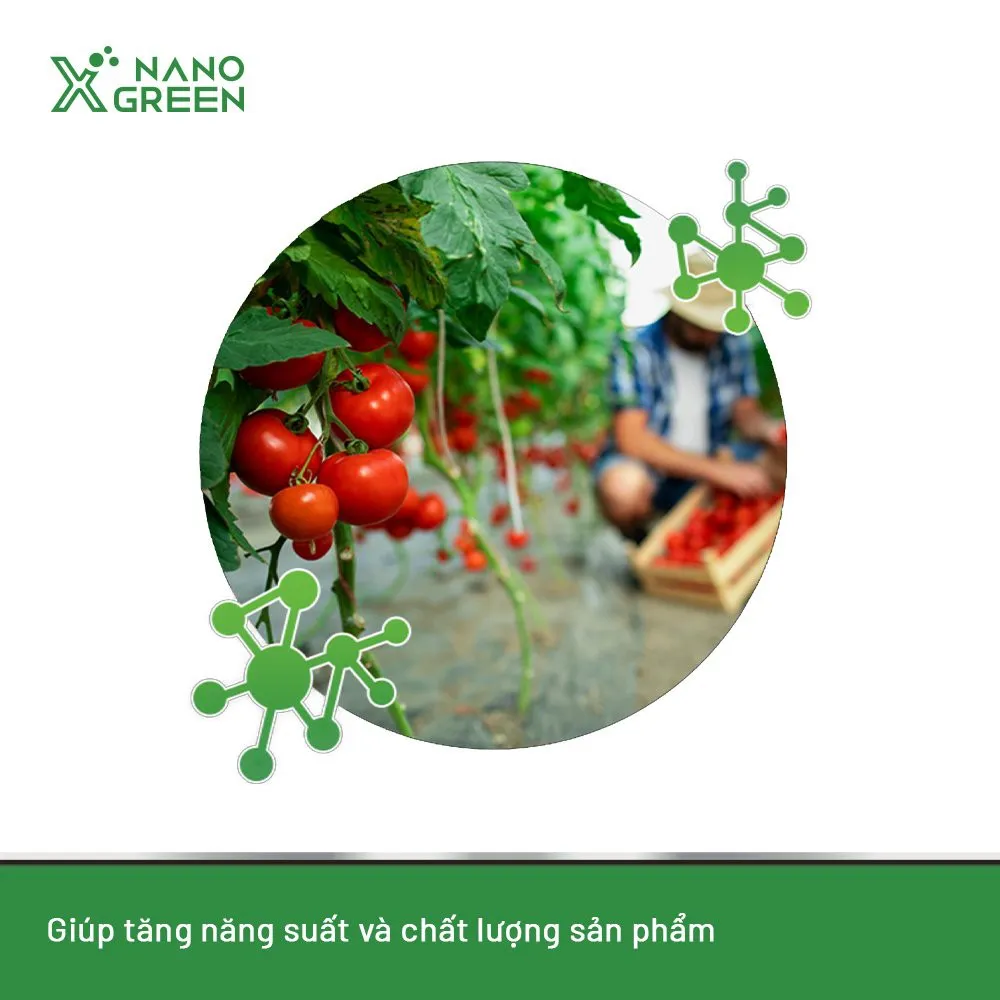 Ảnh Nano bạc đồng Nano Xgreen cung cấp dưỡng chất, tăng đề khoáng, hỗ trợ cho cây có triệu chứng vàng lá, thối rễ 1000ml 4