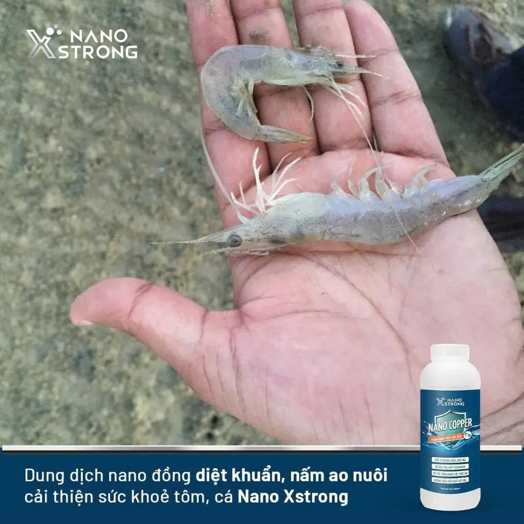Ảnh Nano đồng (nano copper) Nano Xstrong xử lý tảo, khử mùi nước, diệt khuẩn, nấm đồng tiền, giúp tôm lột xác 1000ML 3