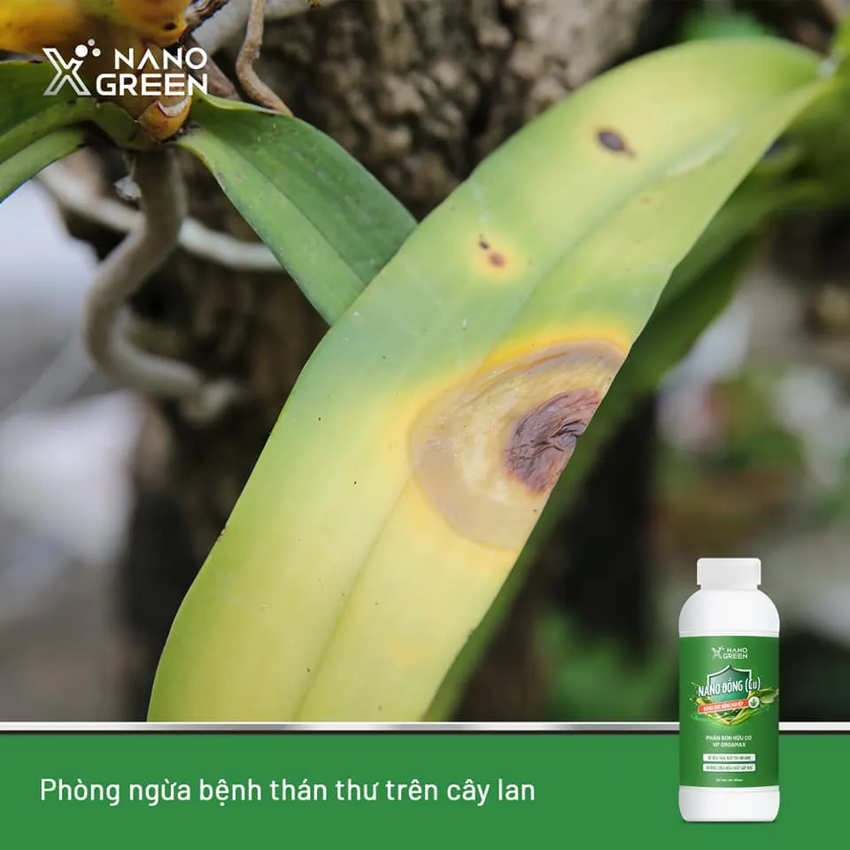 Ảnh Nano đồng Nano Xgreen cung cấp vi lượng, bổ sung dưỡng chất phục hồi cây, chống giá rét 500ml 2