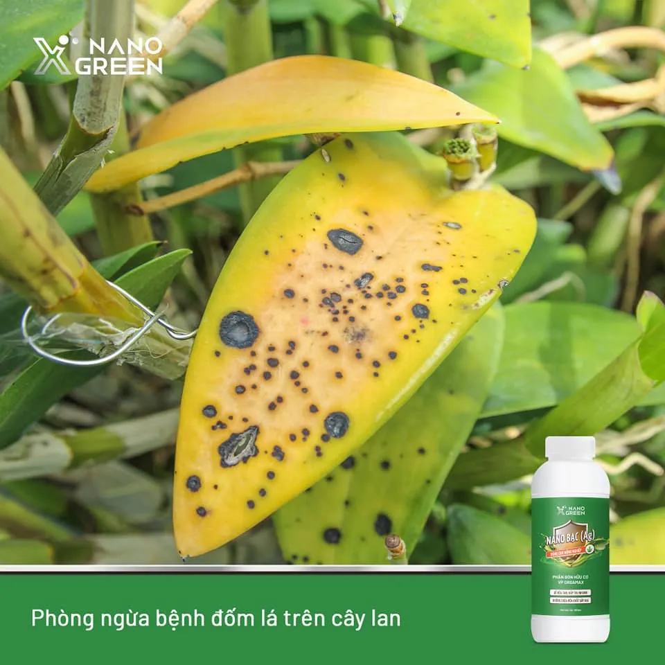 Ảnh Phân bón nano bạc Nano Xgreen cung cấp dưỡng chất, tăng đề khoáng, hỗ trợ cho cây có triệu chứng vàng lá, thối rễ 500ml 4