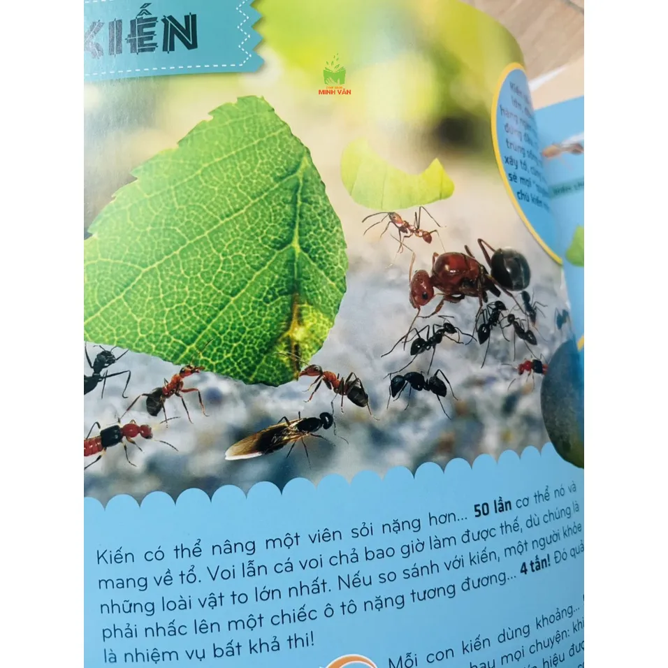 Ảnh Sách – Bí Ẩn Thế Giới Loài Vật : Côn Trùng - Thú – Chim – Bò Sát & Lưỡng Cư - Thân mềm & Giáp Xác - Cá 4