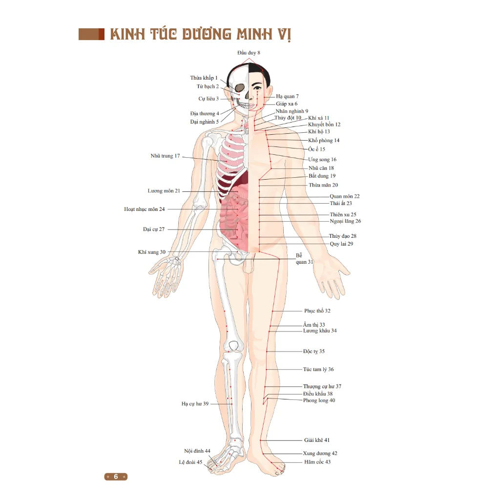 Ảnh Sách - Đồ giải kinh lạc huyệt vị cơ thể (mềm) 4