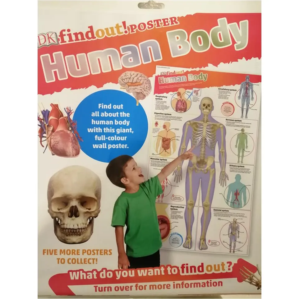 Ảnh Sách Ngoại văn: DKfindout! Human Body Poster( English) 1