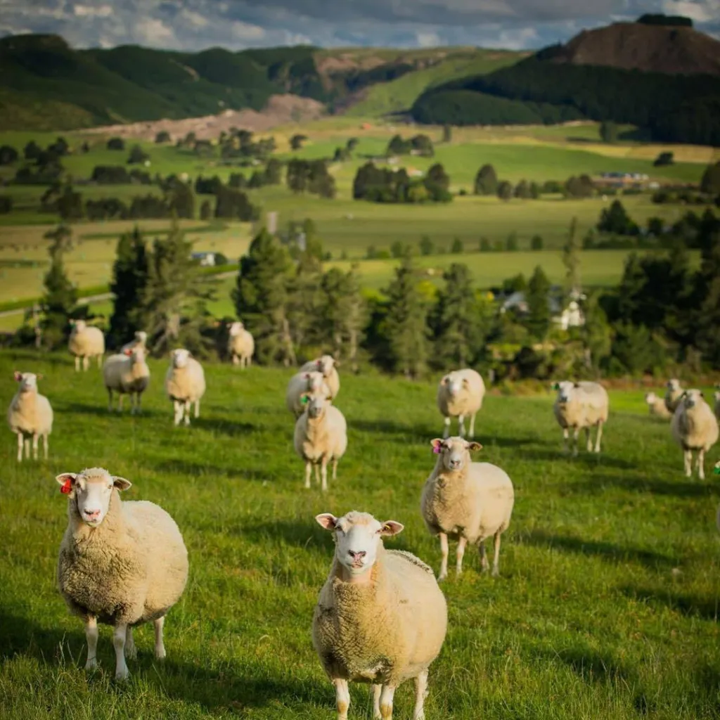 Ảnh Sữa Cừu Nguyên Chất Spring Sheep New Zealand 850gr 2