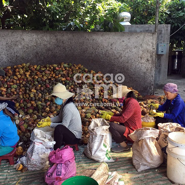 Ảnh Thức uống socola Bột ca cao nguyên chất 100% gu đậm Cacao Mi Premium đặc sản Việt Nam chuẩn UTZ 127g 4