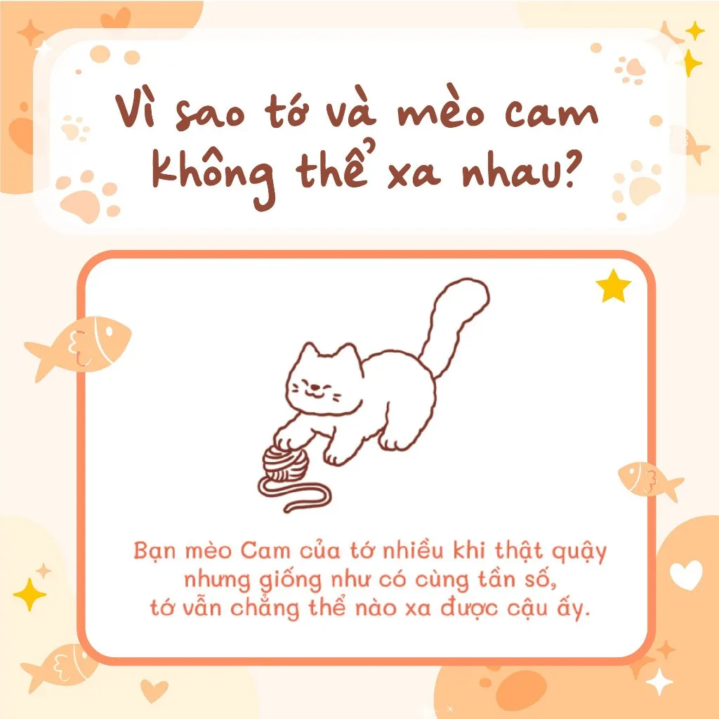Ảnh Tớ có nuôi một chú mèo Cam 2