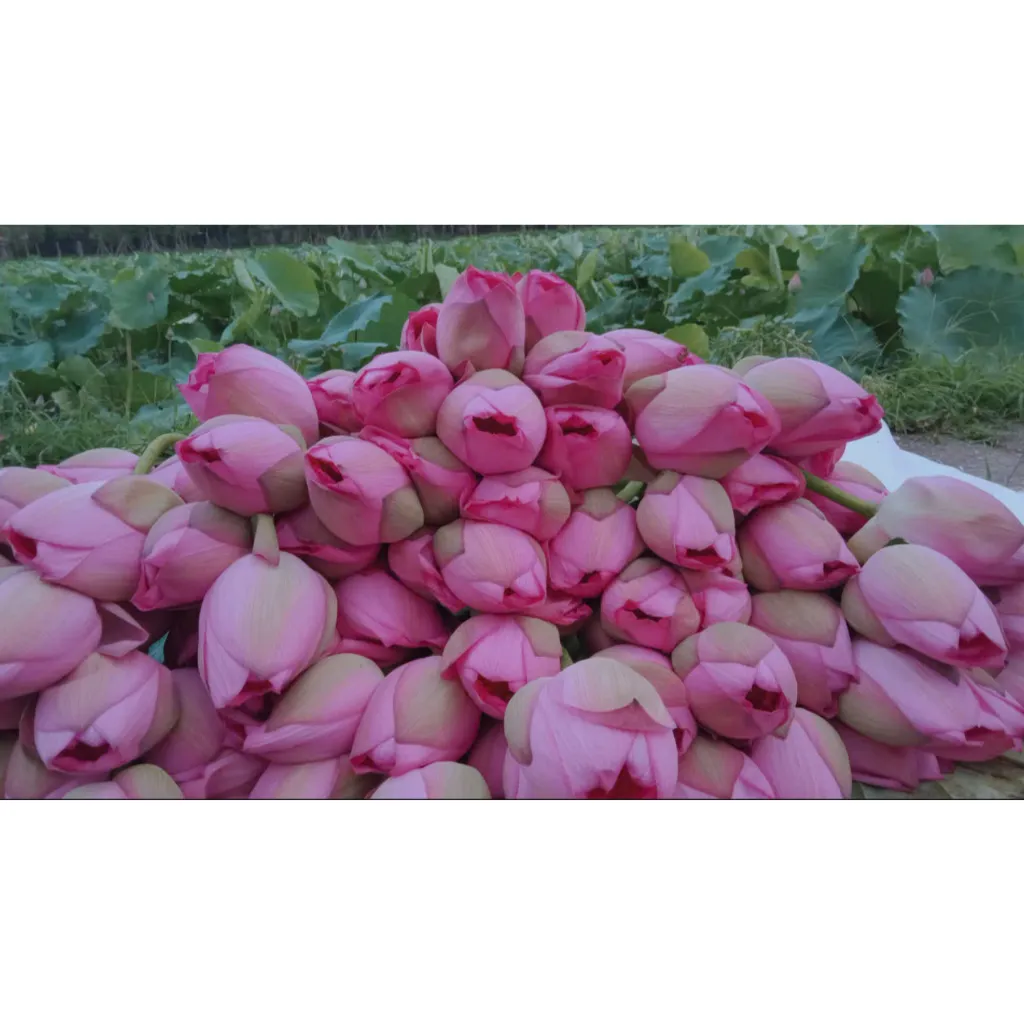 Ảnh Trà Bông Sen Tây Hồ - Trà Sen ướp xổi sấy thăng hoa, Hương vị thanh mát, thơm ngon tự nhiên 3