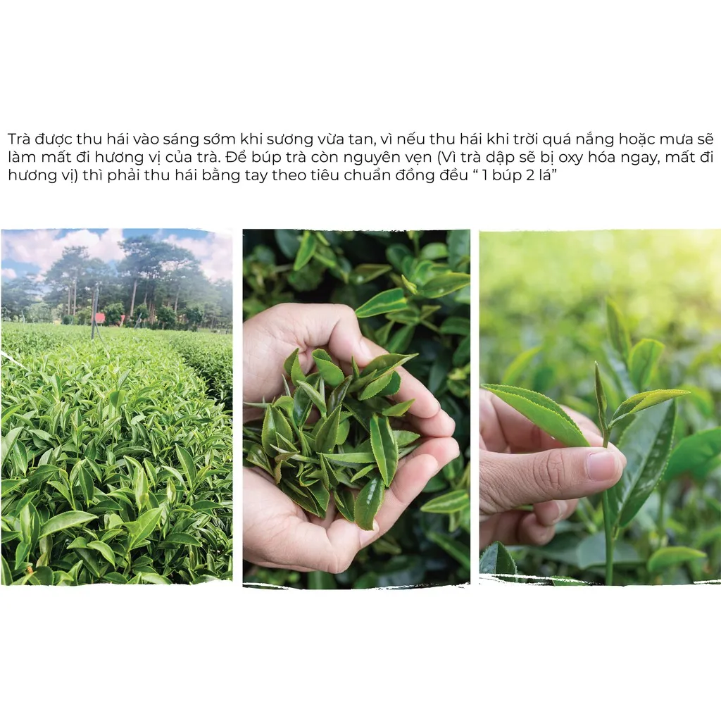 Ảnh Trà Đen (Hồng Trà) Cầu Đất Dalat Farm - Túi 250Gr 1