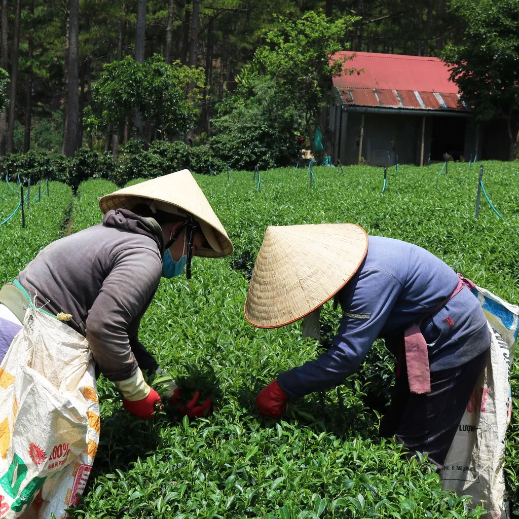 Ảnh Trà Lài Cầu Đất Dalat Farm (Trà Hoa Nhài) Loại Đặc Biệt - Hộp 110Gr 2