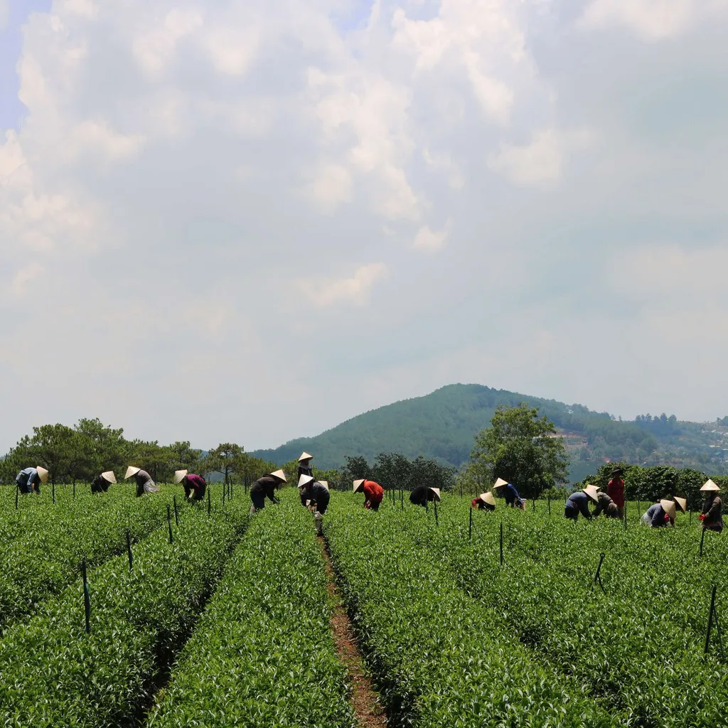 Ảnh Trà Lài Cầu Đất Dalat Farm (Trà Hoa Nhài) Loại Đặc Biệt - Hộp 110Gr 3