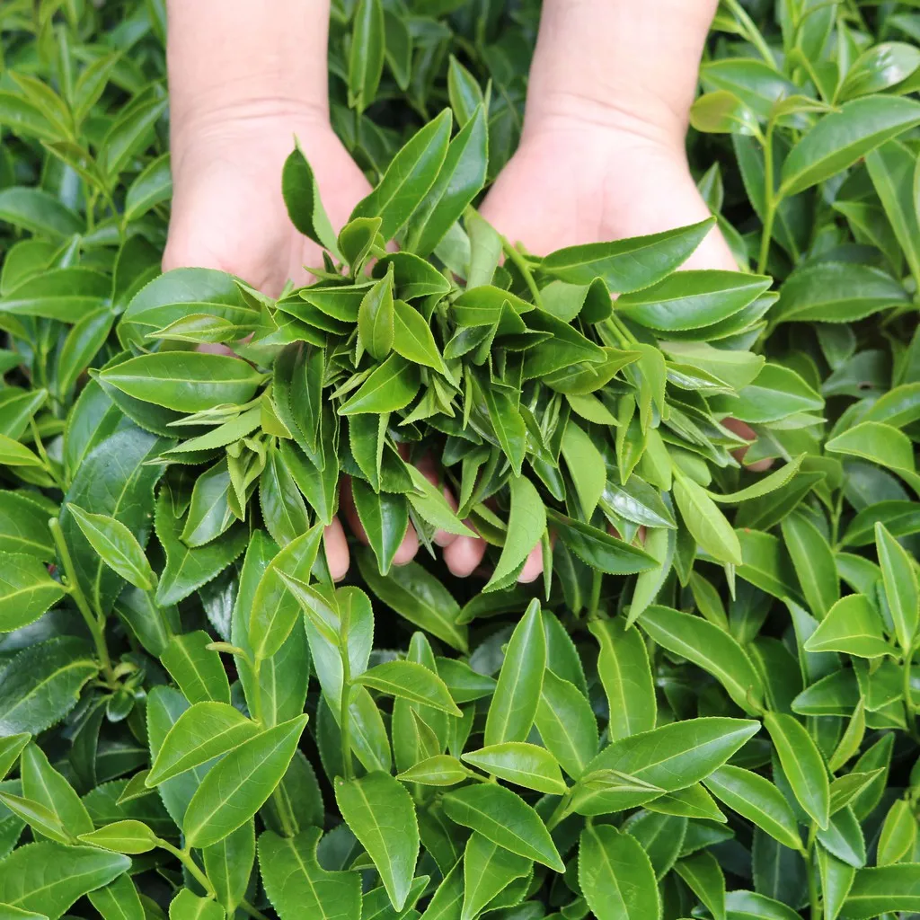 Ảnh Trà Oolong Kim Tuyên Cầu Đất Dalat Farm - Hộp 220Gr 3