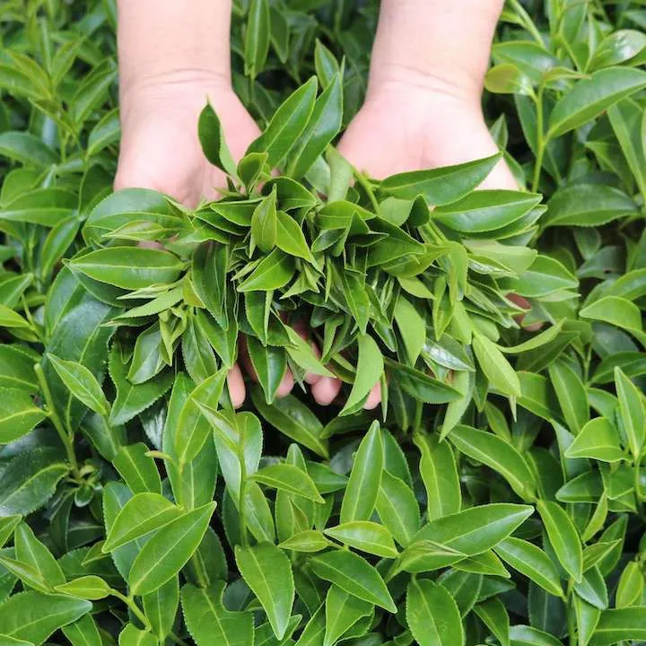 Ảnh Trà Xanh Hương Dứa Dalat Farm - Túi 150Gr 1