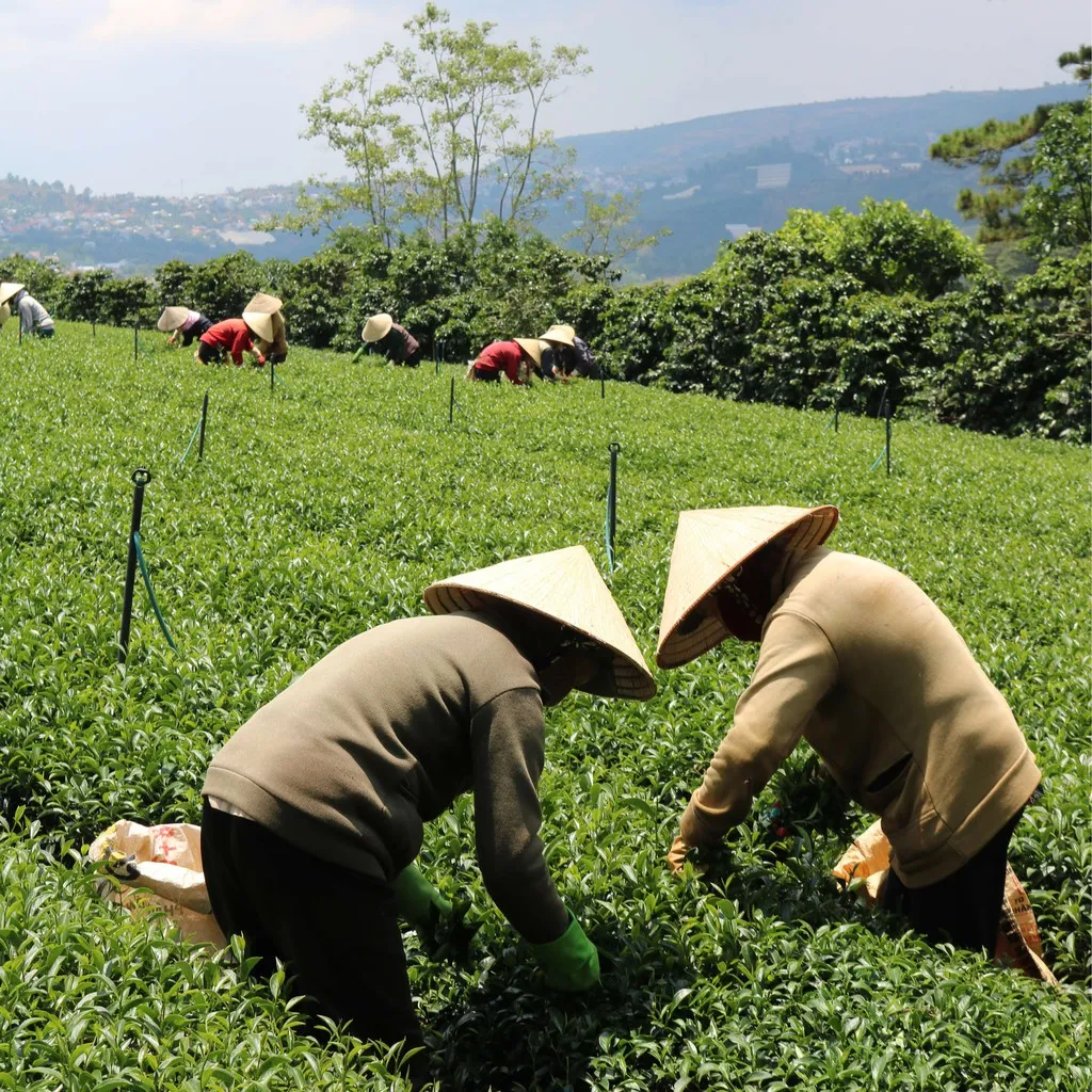 Ảnh Trà Xanh Hương Hương Dứa Dalat Farm - Hộp 110Gr 3